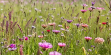 草花手游有苹果版的吗？